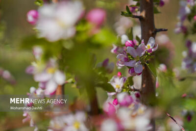 شکوفه های بهاری درختان در «فندقلوی اهر»