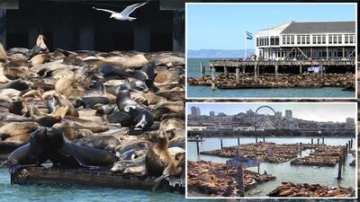 رکوردشکنی شیر‌های دریایی در بندر سانفرانسیسکو + فیلم