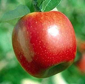 پوست سیب درمان چروک پوست