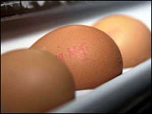 مصرف روزانه یک عدد تخم مرغ خطر ابتلا به بیماری های قلبی را کاهش می دهد
