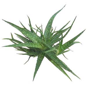 صبرزرد  Aloe