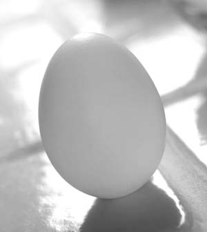 تصحیح باورهای غلط در رابطه با تخم‌مرغ