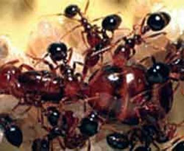 مورچه‌‌های آنتی بیوتیک ساز