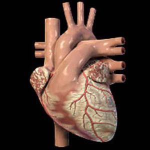 خطر کربوهیدرات های ناخالص برای قلب