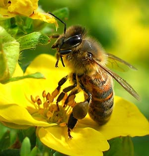 زنبوران عسل در زمستان کجا می روند؟