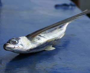 انگل های منوژن ماهی سفید در ایران