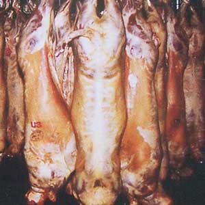آلودگی گوشت