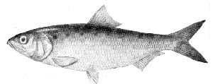 بررسی رژیم غذایی ماهی پوزانوک خزریAlosa caspia caspia