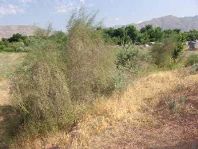 کلکسیون گیاهی منطقه رویشی ایرانی - تورانی