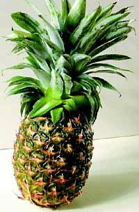 آناناس Pineapple