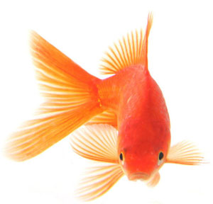 ماهی قرمز کوچولو