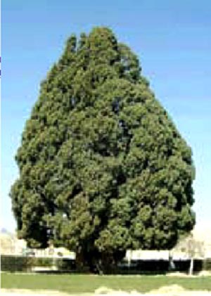 من کهن ترین درخت زنده روی زمین