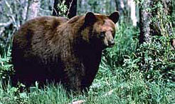خرس سیاه