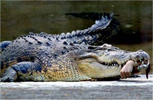 ۱۴ آوریل ۲۰۰۷ ـ دست کارمند باغ وحش زیر دندانهای تمساح!