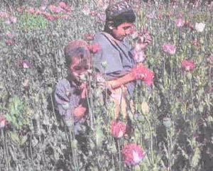 ۱۵مهر ۱۳۸۶ ــ ۷ اکتبر ــ افزایش کشت خشخاش در افغانستان