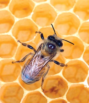 زنبورها غریبه ها را نیش می زنند