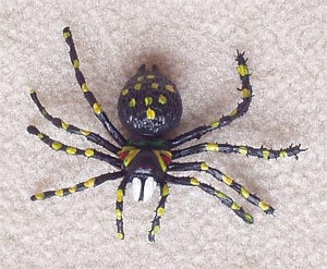 عنکبوت سیاه زهردار صوبی