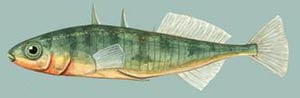 الگوی ثابت رفتار در ماهی‌های گاستروسته ئیده(Gasterosteidae)