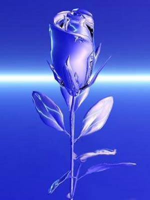 تولید گل های رز آبی با استفاده از تکنیک های ژنتیکی