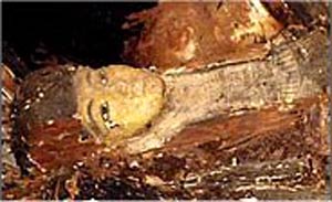 ۱۳ فوریه ۲۰۰۶ ـ کشف گور ۴ هزار ساله در مصر