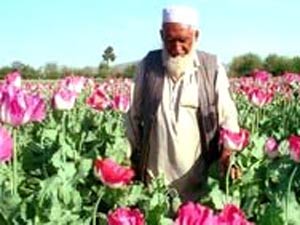 ۲۸ مهر ۱۳۸۶ ــ ۲۰ اکتبر ــ ادامه مسئله تولید تریاک در افغانستان