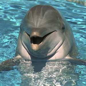 دل‌شکستگی یک دلفین به دلیل مرگ مربی‌اش