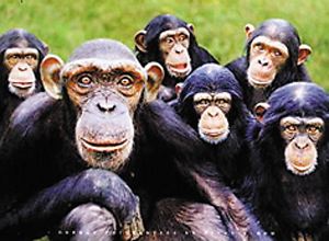 رسوم شمپانزه ها