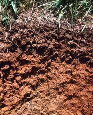 ده فایده مواد آلی در خاک