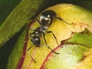 ذخیره چربی در بدن مورچه ها