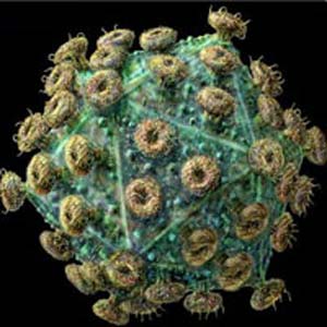سیستم ایمنی و ویروس HIV