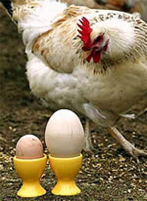 مقایسه روش‌های مختلف تولک بری اجباری در مرغ‌های تخمگذار