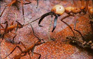 مورچه‌های ارتشی
