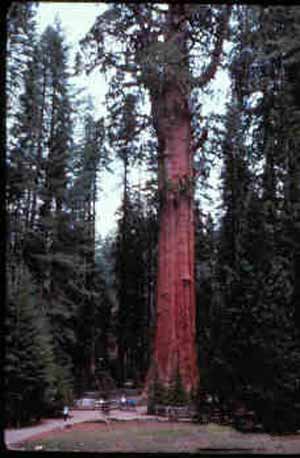 بزرگ‌ترین موجود زنده جهان یک درخت است!
