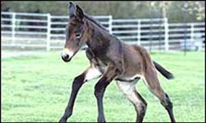 نخستین شبیه سازی ژنتیکی در خانواده اسب
