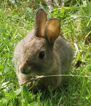 کوکسیدیوز در خرگوشها