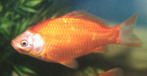 آیا می دانید ماهی های قرمز ناقل بیماری هستند؟!؟!