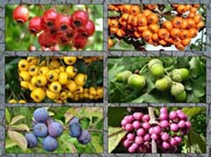 اثر ضدسرطانی ترکیبات رنگی میوه ها و سبزیجات