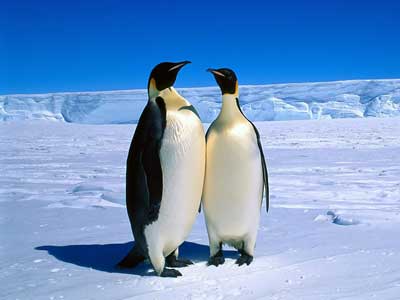 رقص پنگوئن‌ ها در اشعه‌ خورشید