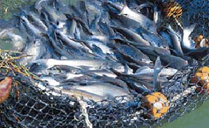 آلودگی ماهی‌ها