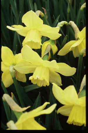 گل نرگس Narcissus