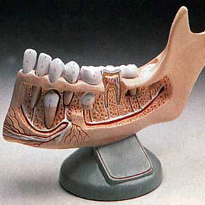 نگاهی به گذشته ،حال و آینده دندانپزشکی