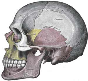 آیا می‌دانید سر انسان از چند قطعه استخوان تشکیل شده است؟