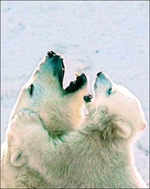 خرس های قطبی یکدیگر را می خورند