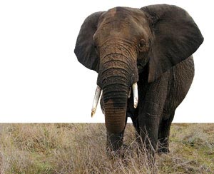 فیل‌های کنیایی هم پیام متنی می‌فرستند!