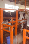 اندازه بهینه گاوداری‌های تولید کننده شیر در استان فارس