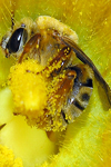 هم بستگی فنوتیپی میان صفات مورفولوژیک و صفات تولیدی در توده زنبوران عسل استان تهران