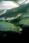 مقایسه لقاح خشک و نیمه خشک تخم ماهی قزل‌آلا رنگین کمان (Oncorhynchus mykiss) با تاکید بر میزان ماندگاری لارو