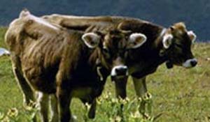 رفع مشکلات ناباروری در گاوهای شیری
