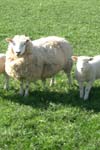 اثرات بیهوشی با زایلازین - کتامین بر روی درجه حرارت، تنفس، ضربان قلب، فشار خون سرخرگی و گازهای خونی در گوسفند