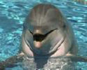 دلفین جانوری باهوش